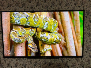 Televizoare Телевизор SONY 60 дюймов
------
Продам огромн...